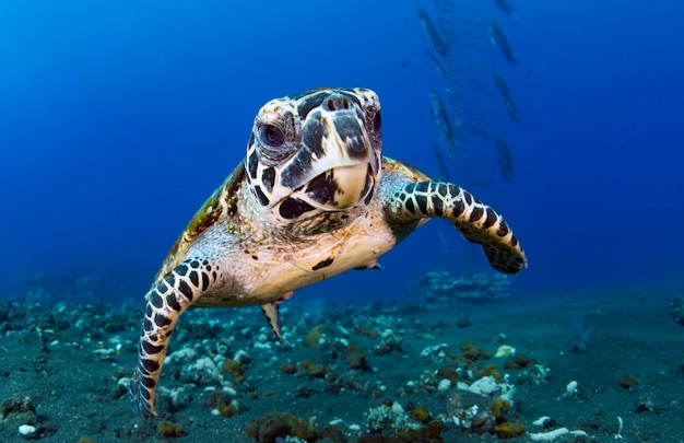 Hawksbill sea turtle swims along coral reefs. Sea life of Bali, Indonesia.