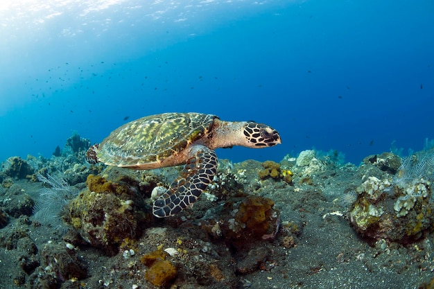 Hawksbill sea turtle swims along coral reefs. Sea life of Bali, Indonesia.