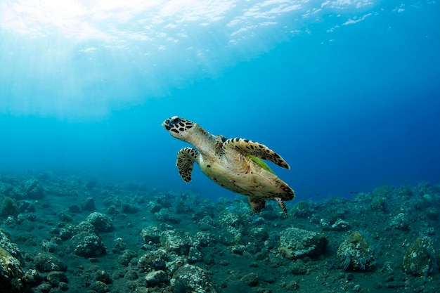 Hawksbill sea turtle swims along coral reefs. Sea life of Bali, Indonesia.