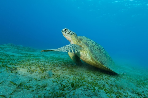 Hawksbill turtle eating sea grass from sandy bottom