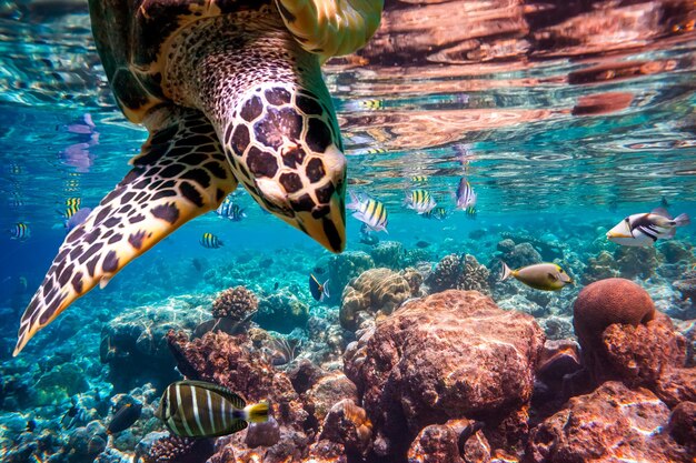 Hawksbill Turtle - Eretmochelys imbricata floats under water. Maldives Indian Ocean coral reef.