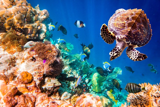 Hawksbill Turtle - Eretmochelys imbricata floats under water. Maldives Indian Ocean coral reef.