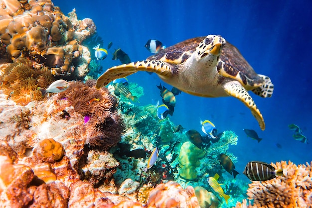 Hawksbill Turtle - Eretmochelys imbricata floats under water. Maldives Indian Ocean coral reef.