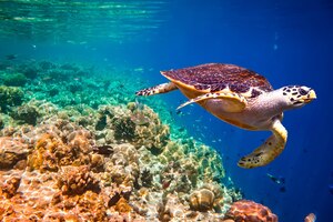 Photo hawksbill turtle - eretmochelys imbricata floats under water. maldives indian ocean coral reef.