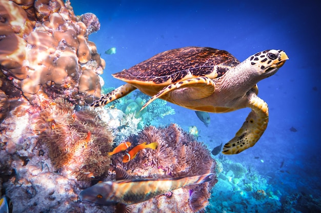 Hawksbill Turtle - Eretmochelys imbricata floats under water. Maldives - Ocean coral reef. Warning - authentic shooting underwater in challenging conditions. A little bit grain and maybe blurred.