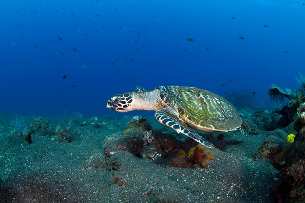 Hawksbill Turtle  Eretmochelys imbricata swims a long a coral reef and looking for food