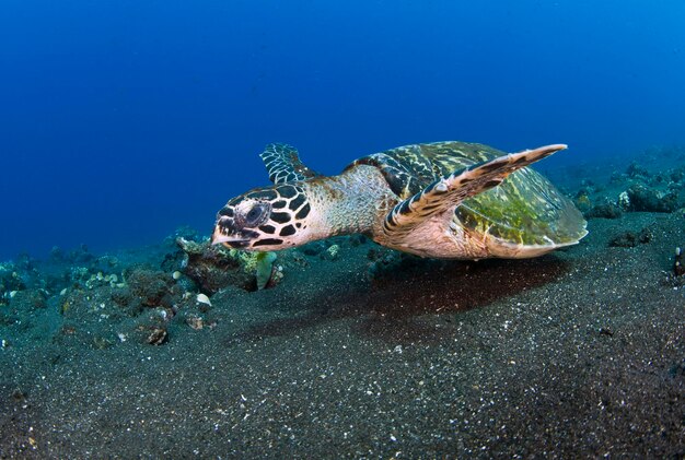 Hawksbill Turtle  Eretmochelys imbricata swims a long a coral reef and looking for food