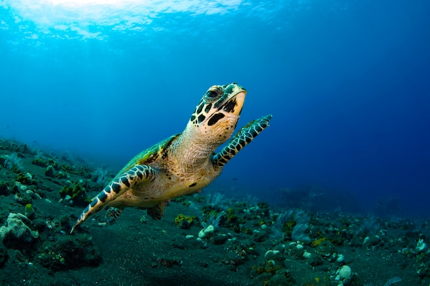 매부리 거북이 Eretmochelys imbricata는 긴 산호초를 헤엄치며 먹이를 찾고 있습니다.