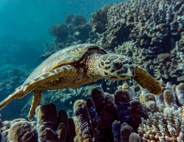 Foto hawksbill zeeschildpad of eretmochelys imbricata zwemt op een koraalrif