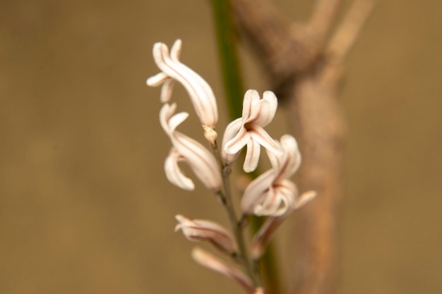 Photo haworthia attenuata asphodelaceae macro photography of the flowers
