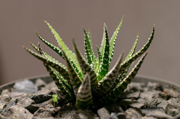 Haworthia 황제 즙이 많은 클로즈업