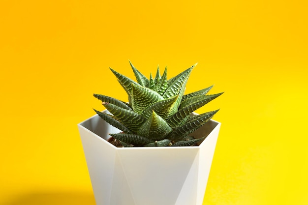 Haworthia in een pot op een gele achtergrond. Een kamerplant, een groen huis, een vetplant is een symbool van harmonie. Ruimte kopiëren. Verzorging van kamerplanten