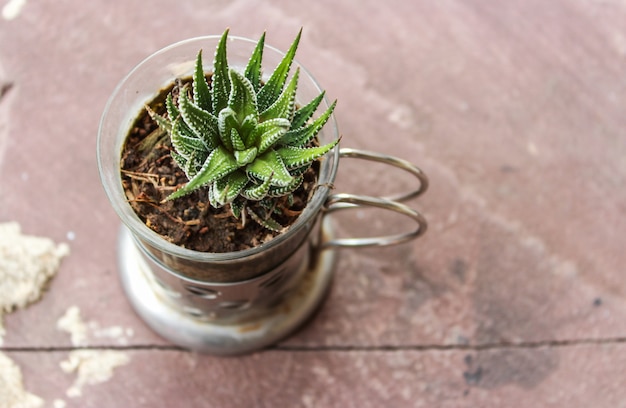 Photo haworthia limifolia marloth