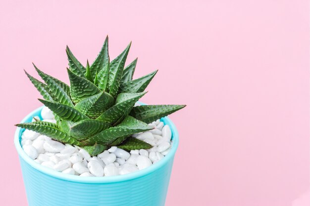 Haworthia on pastel pink background. succulent plant in blue pot.