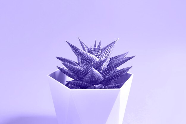 Haworthia in a pot on a purple tinting very peri background. A house plant, a green home, a succulent is a symbol of harmony. Copy space. Care of indoor plants
