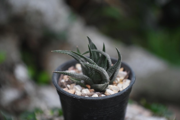 写真 ハワルティア・スペス (haworthia sp.) またはハワルティオプシス・スペスのカクタス (haworthiopsis sp.) 鍋のサクキュレント・カクティス (succulent cacti cactaceae) 木 干ばつに耐える植物