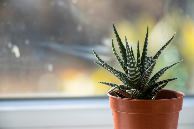 Haworthia succulent op het raam, daglicht