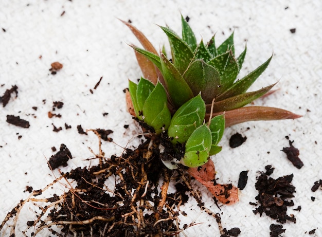 Photo haworthia succulent plant with baby pups on a light and neutral background