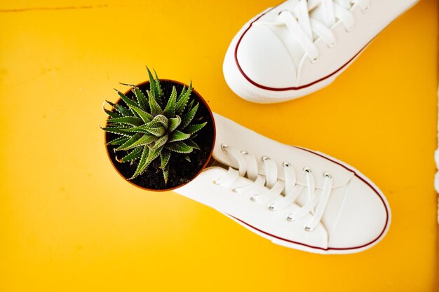 Foto haworthia succulent in vaso in nuove scarpe da ginnastica bianche su vasi di piante insolite di colore giallo brillante