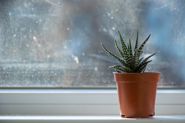 Photo haworthia succulent on the window, daylight