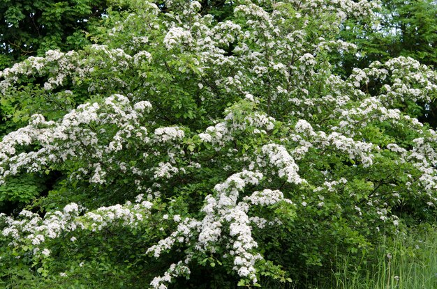 Hawthorn beautiful flowering shrub in the in the park