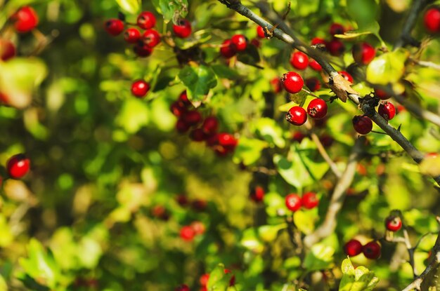 Hawthorn berries in nature