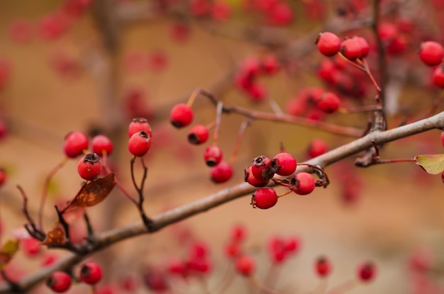 Hawthorn berries in nature