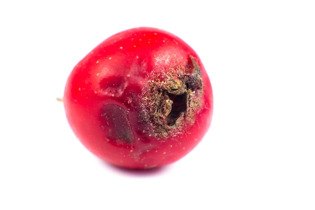 Hawthorn berry on white background. Close up photo. Spoiled, rotten fruit.