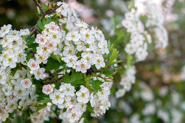 Fiori di biancospino, fiori di biancospino bianco sul cespuglio