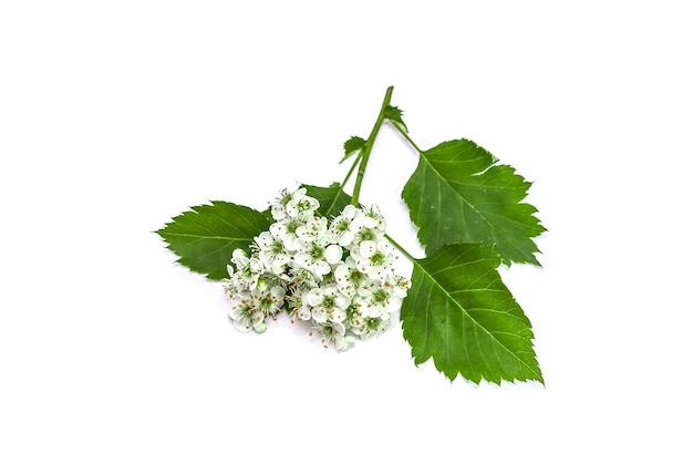 Hawthorn branch with flowers on a white background