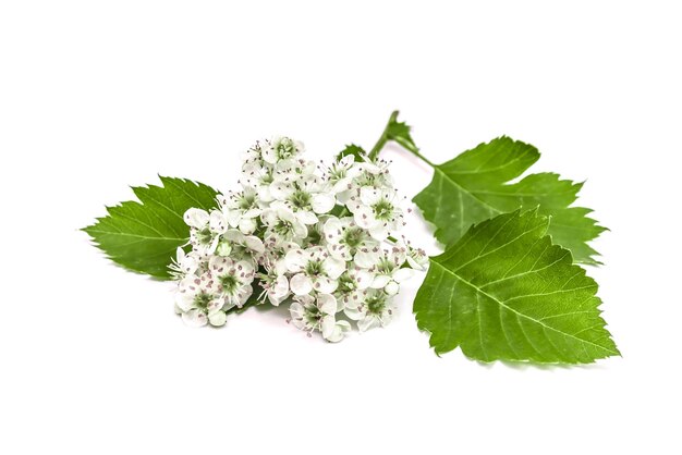 Hawthorn branch with flowers on a white background