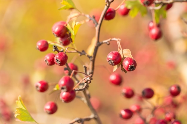 Hawthorn on a bush in autumn on blurred yellow background