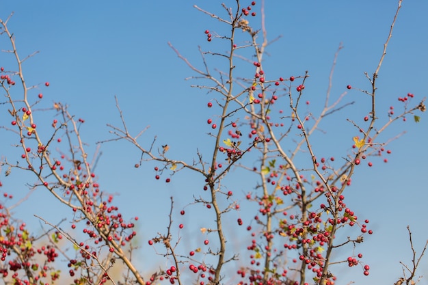 Hawthorn on a bush in autumn on blurred yellow background