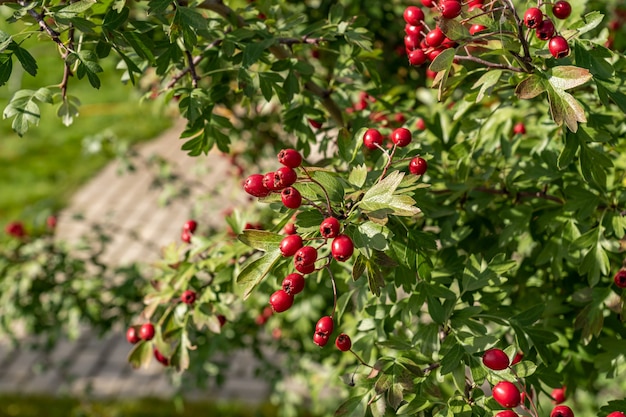 Cespuglio di biancospino con bacche rosse mature in giardino.