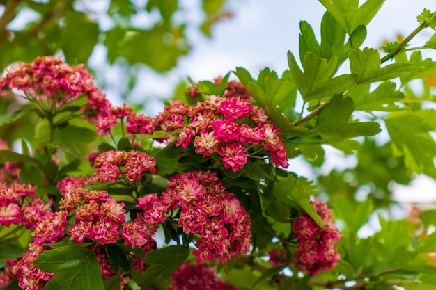 Photo hawthorn common pink flowering , vivid pink flowers on green leaves background. macro shot with selective focus on flowers.