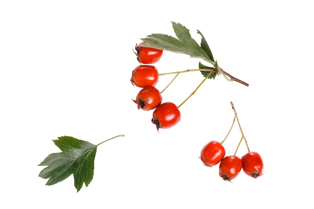 Hawthorn crataegus laevigata hawthorn berries with leaves isolated on white background