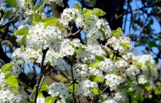 Fiori di biancospino (crataegus monogyna)