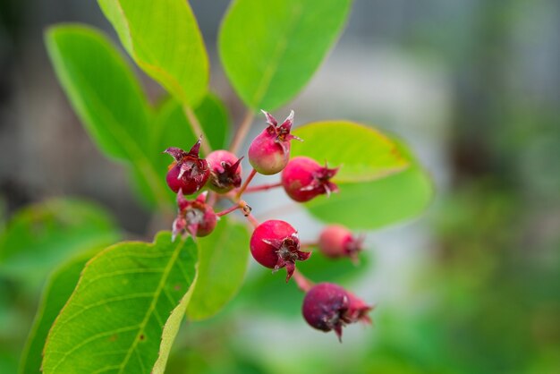 Hawthorn fruit on a tree branch in the garden, selective focus