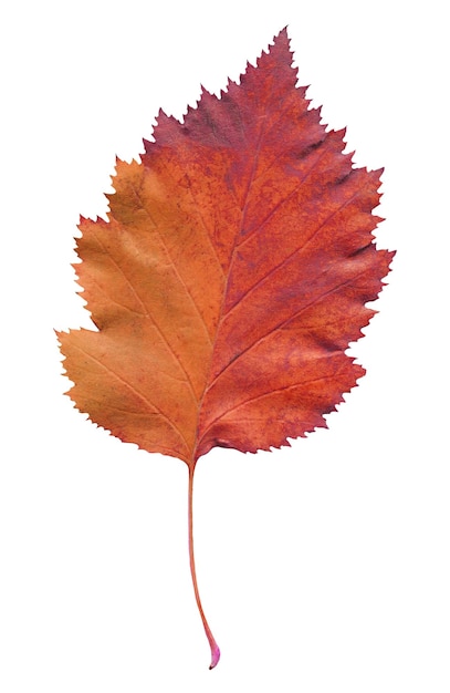 Hawthorn leaf isolated Fallen leaf of hawthorn tree isolated