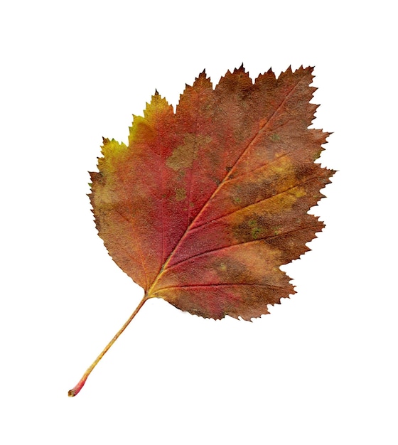 Hawthorn leaf isolated Fallen leaf of hawthorn tree isolated