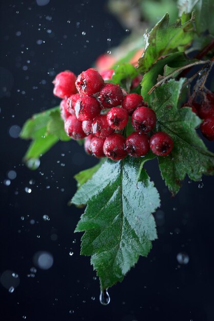 Hawthorn and a rain drops