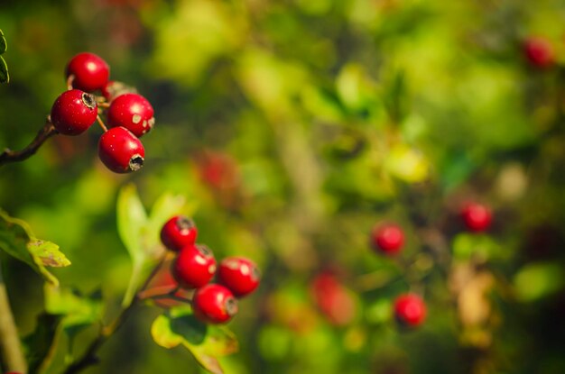 Hawthorn red berries in nature autumn seasonal background