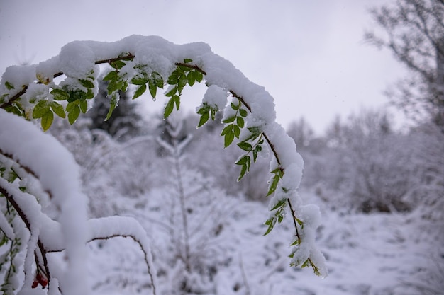 雪が降り積もった実がなるサンザシの木