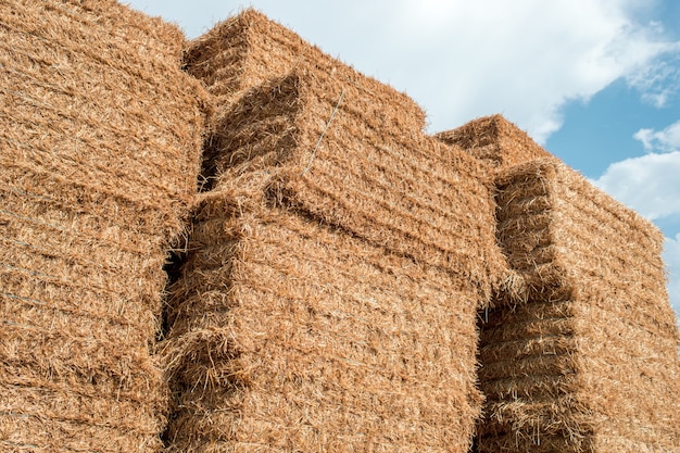 Hay after harvest