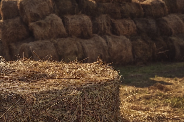 Fieno agricoltura raccolta agricoltura erba secca balle di fieno in lontananza paesaggio rurale