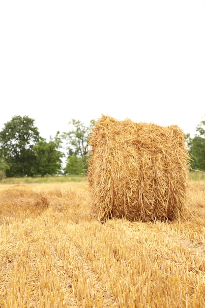 Raccolta della cauzione di fieno nel paesaggio dorato del campo. foto verticale. macro