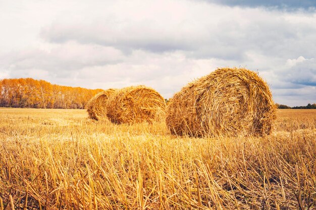 건초 베일 하늘이 있는 농업 분야 농장 토지의 농촌 자연 풀밭에 밀짚 여름에 밀 노란색 황금 수확 시골 자연 풍경 곡물 작물 수확