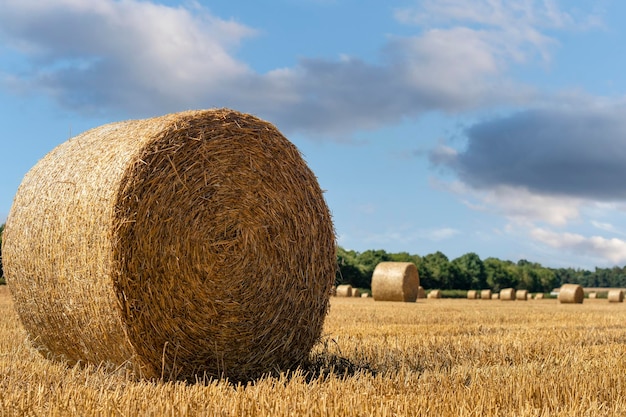 畑の干し草の俵とわら英語の田園風景夏の小麦黄色の黄金の収穫