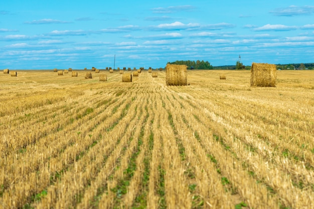 Hay bales on an agricultural field