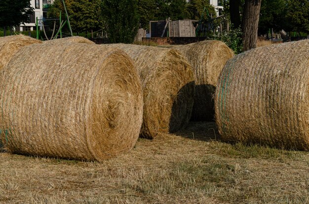 Foto le balle di fieno si stanno asciugando nel campo.